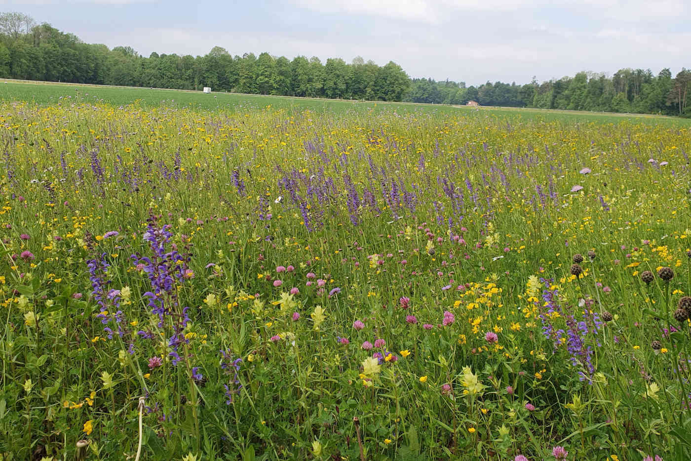 Blumenwiese