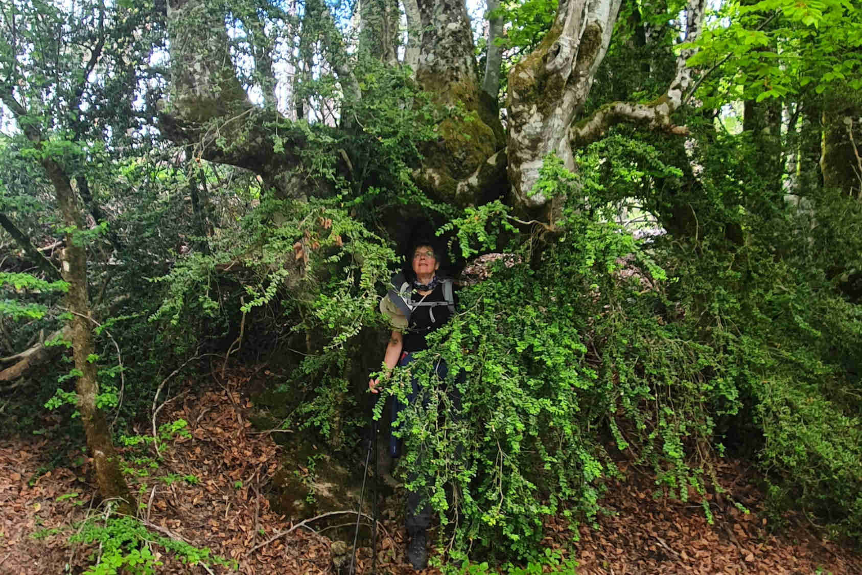 Wald - Mensch steht in einem alten Baum